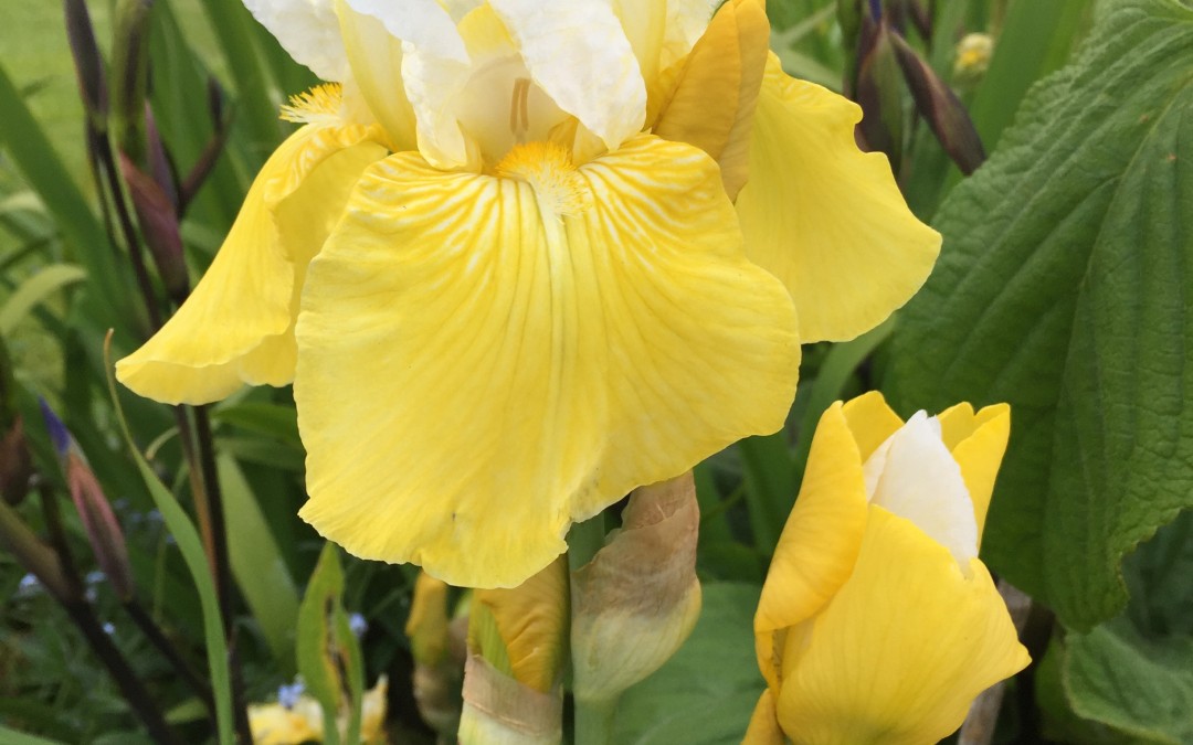 Iris ‘Honey Glazed’